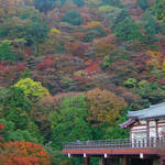 ”京の街”を一望できる京都随一の紅葉の名所！まさに見頃です！「善峯寺（よしみねでら）」