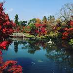 行ってみたい全国紅葉ランキング１位に選ばれた京都屈指の名所「永観堂」