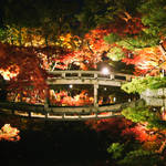 【2019年 京都の紅葉ライトアップ】圧倒的な美しさ「もみじの永観堂（禅林寺）」の紅葉ライトアップ！