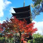 【2017京都紅葉最新】紅葉の見ごろピーク！広大な敷地に圧巻の五重塔！！世界遺産「仁和寺」