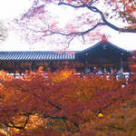 京都随一の紅葉の名所「東福寺」錦に輝く紅葉の雲を渡る通天橋