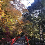 “いとをかし”清少納言ともゆかりのある「今熊野観音寺」で晩秋の紅葉狩り【穴場】