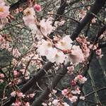 【京都の花】日本最初の小学校跡の一角の寒桜！オフィス街の癒やしスポット「御池桜」