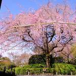 春を満喫！妙心寺退蔵院 お食事付き「観桜会」