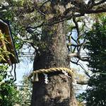 【京都神社めぐり】ご利益総なめの『京都十六社朱印めぐり』８社目！御神木大楠はパワー最強☆「新熊野（いまくまの）神社」