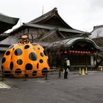 【京都春イベント】水玉カボチャ再び！京料理の特製弁当や芸舞妓の舞も！都をどり特別展☆「祇園花の宴」「草間彌生花の間展」