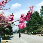 【京都の花前線】梅林がまさに見頃！行楽弁当持参で鑑賞できる市民憩いの場☆「京都御苑」