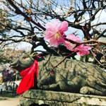 【京都の花】梅の名所・北野天満宮もそろそろ見頃終盤！北野おどりも間もなく開演☆