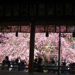 【京都桜パトロール】京都屈指の桜の名所の開花状況をイチ早くチェック☆「平野神社」