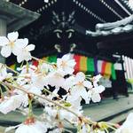 【2018京都桜情報】開花進行早め！ビジネス街に咲くオアシス的存在の桜「六角堂（頂法寺）」
