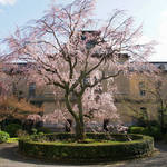 桜の京都！しだれ桜と洋館の共演！重要文化財の「京都府庁旧本館」