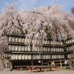 「忠臣蔵」ゆかりの地・山科にある桜の名所「大石神社」アイドルはポニー！？