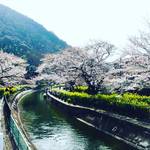 2018京都桜開花情報☆琵琶湖疏水通船も運航中！村上春樹お気に入りスポット「山科疏水」