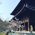 【2018京都桜情報】朝活・座禅会からの桜パトロール！見頃はもう少し先☆「南禅寺」