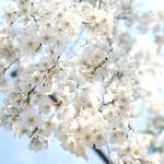 15種・40本の桜が楽しめる車折神社「渓仙（けいせん）桜」が見頃を向かえています【京都の桜】