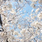 100本以上の桜並木が楽しめる「天神川通り」が見頃を向かえています【京都の桜】