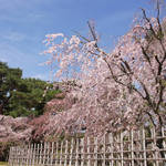桜の京都｜カメラで撮りたい枝垂れ桜はココ！「京都御苑の近衛邸跡」