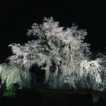 2018京都桜開花情報☆祇園のランドマーク枝垂桜はまさに満開！京都市内最古の公園「円山公園」