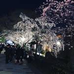 2018京都桜開花情報☆夜はしっぽりと観桜！京都随一のナイトスポットも満開「祇園白川」