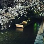 【2018京都桜情報】桜並木はすでに満開！飲食ついでに街中で楽しめる夜桜スポット☆「高瀬川」