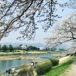 【2018京都桜情報】市内の中心を流れる鴨川の支流の満開桜並木☆地元民憩いのスポット「高野川～賀茂川」