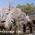 京都有数の桜の名所｜源氏・平家の氏神だった「平野神社」【夜桜見物も】