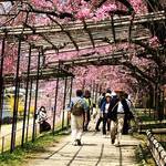 2018京都桜開花情報☆賀茂川沿いの紅しだれ桜トンネル！植物園もスグ☆「半木（なからぎ）の道」