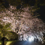 紅枝垂れ桜は必見の美｜「妙心寺 退蔵院（たいぞういん）」期間限定で特別な花見会も開催！
