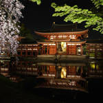 桜舞い、闇夜に浮かぶ鳳凰堂｜世界遺産・平等院【ライトアップ】