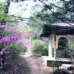 【京都世界遺産】桜が散ったらコチラ！ハイキング感覚で京都版お遍路参拝☆仁和寺「御室八十八ヶ所霊場」