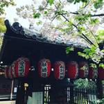 【2018京都桜パトロール】まだまだ見頃の遅咲き桜も！穴場的桜の名所“西陣の聖天さん”☆「雨宝院」