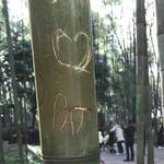京都・嵐山の竹林｜100本以上の竹が刃物で落書きされ、竹は泣いています