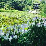 【京都お寺めぐり】『そうだ京都行こう』CMで一躍メジャースポットに！睡蓮満開まさに見頃☆「勧修寺」