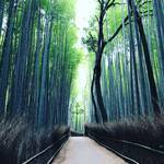 【京都嵐山】世界にとどろく京都随一の観光スポットをぶらり！早朝の竹林トンネルは癒し空間☆