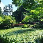 【京都神社めぐり】洛西の穴場新緑スポット！睡蓮も開花！！夏越の祓神事準備も☆「大原野神社」
