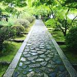 【京都新緑スポット】超穴場！とんち名人一休禅師ゆかりのお寺！！睡蓮も咲き誇る「一休寺（酬恩庵）」