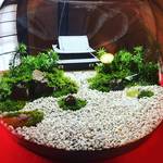 【京都苔めぐり】苔マニア必見！有名寺院の庭園がジオラマ苔アートに！『そうだ京都いこう』企画★「建仁寺」