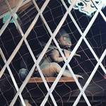 【京都神社めぐり】平安京を厄難から守る鬼門除けパワースポット神社！猿が睨みを利かせる☆「幸神社（さいのかみのやしろ）」