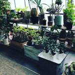 京都 二条城スグの緑のオアシス！多肉植物・サボテンの癒され空間☆観葉植物・アンティーク雑貨店「コトハ」