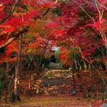 【京都紅葉特集】知る人ぞ知る紅葉の名所｜洛西エリアの穴場「浄住寺」