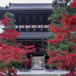 【京都紅葉特集】今年のオススメはココ！アフロヘアのような仏像で話題の「金戒光明寺」