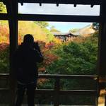 【2018京都紅葉最新】大本命の絶景スポット！紅葉グラデーションが見事☆「東福寺」【11月15日時点】