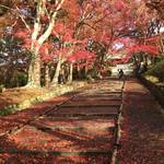 【2018京都紅葉最新】雨上がりの奇跡の赤絨毯降臨！根強いファンも多い紅葉スポット「山科毘沙門堂」