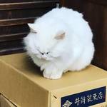 【京都神社めぐり】お酒の神様を祀る日本三大酒神神社！そして別名『猫神社』☆春には梅の名所「梅宮大社」
