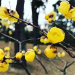 【冬の京都ぶらり】季節の花も咲き誇る古都の中心！広大な敷地で市民憩いの場「京都御苑」