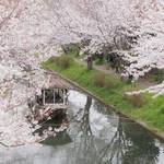とっておきの京都の桜「伏見編 ①」水辺を彩る歴史と風情のまち