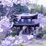 とっておきの京都の桜「山科編 ②」広大な自然美を桜の香りとともに楽しむ