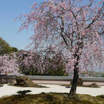 とっておきの京都の桜「西京編 ①」幻の桜咲き乱れる大原野へ