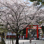 とっておきの京都の桜「西京編②」松尾・酒造りの神のお膝元と鈴虫が鳴く寺