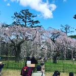 【2019京都桜情報】枝垂れ桜はちらほら開花！洛中の名所をパトロール☆京都御苑～六角堂～雨宝院他